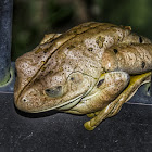 Blacksmith Tree Frog / Sapo-Ferreiro