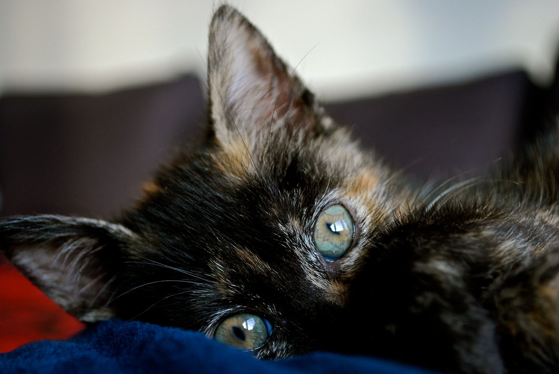 Lo sguardo di un cucciolo di Alessandra Alba