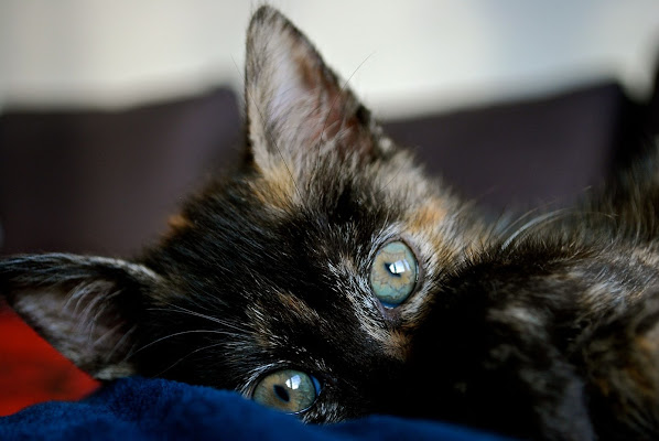 Lo sguardo di un cucciolo di Alessandra Alba