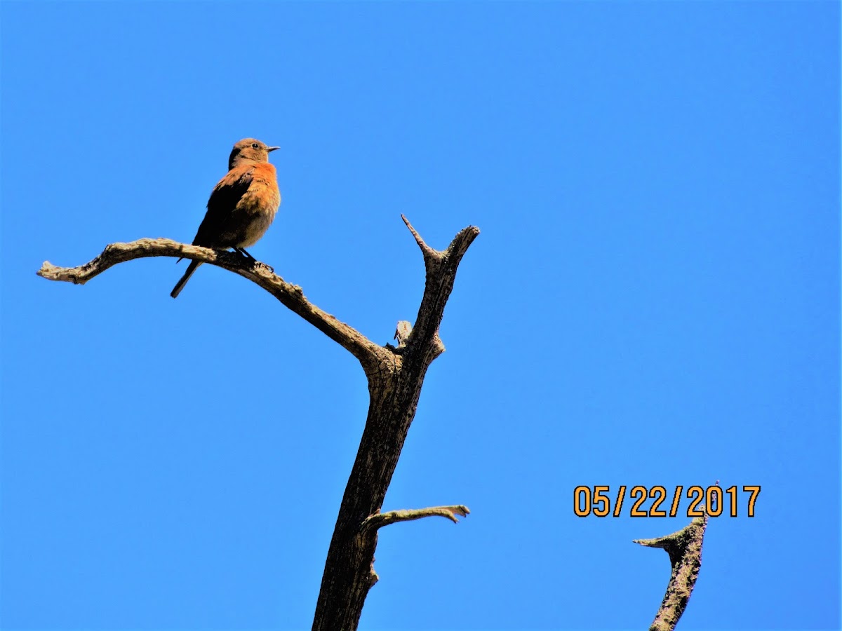 Western Bluebird, male