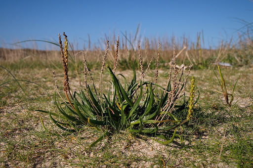 Plantago maritima