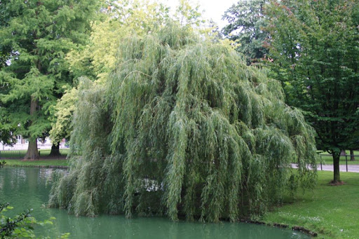 Weeping Willows Wallpapers