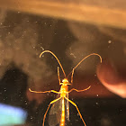 Ichneumon Wasp