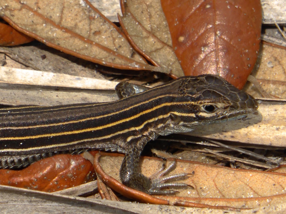 Six-lined Racerunner