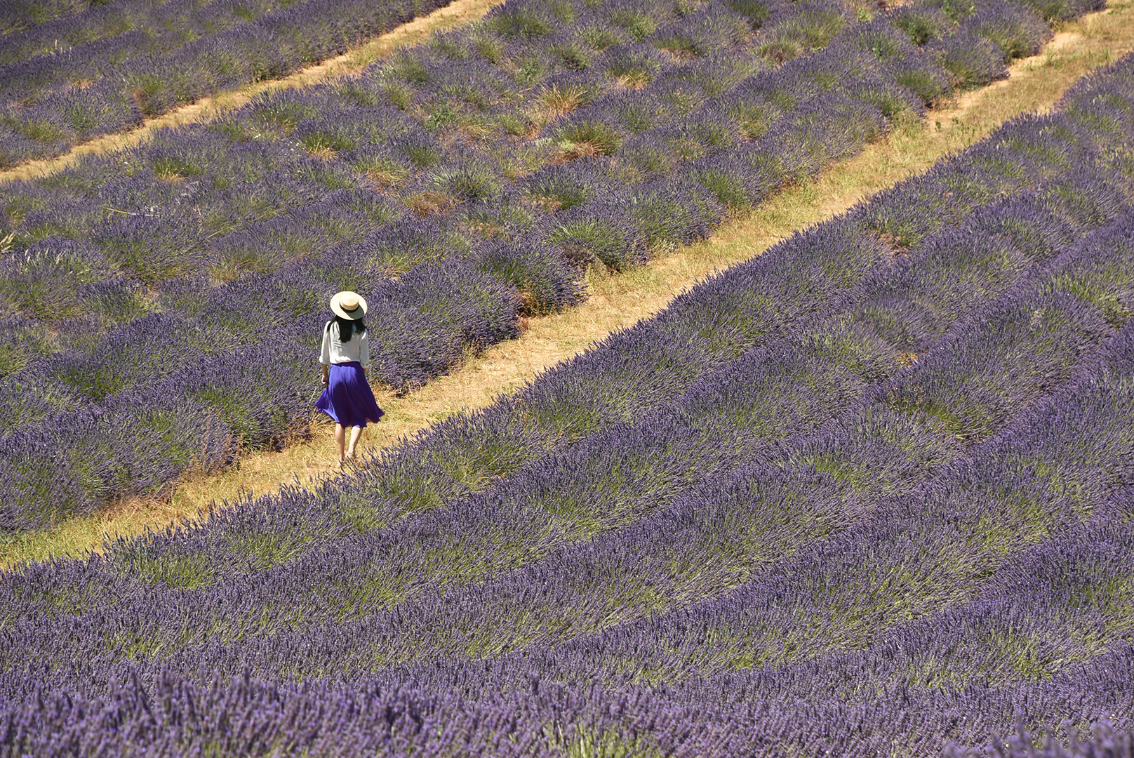 Profumi di lavanda di BASTET-Clara