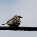 Chipping Sparrow