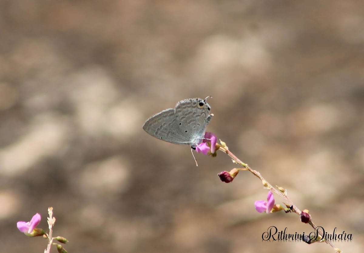 Forget-me-not