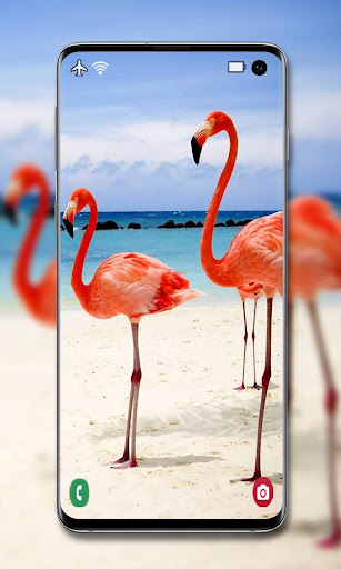 Flamingo Wallpaper ?