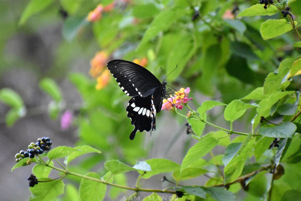 Common Mormon