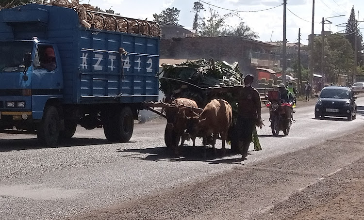 An ox transports bananas on the Kerugoya-Kutus road