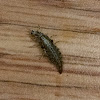 Green Lacewing larva