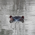 Common Hippopotamus