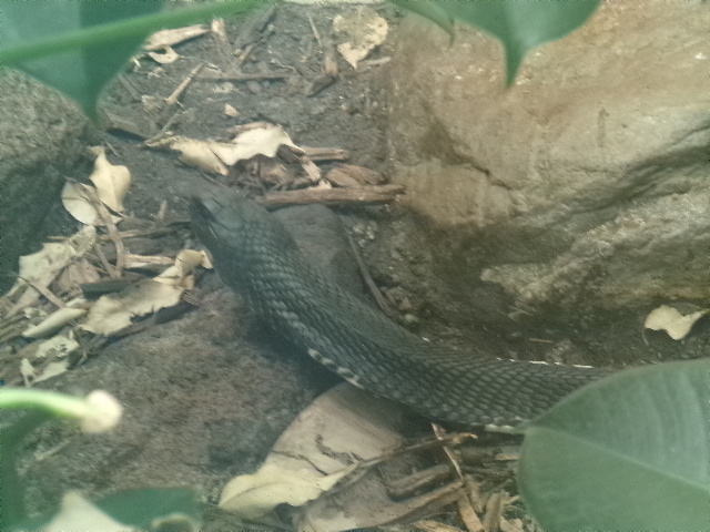 Indochinese Spitting Cobra