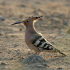 Hoopoe