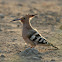 Hoopoe