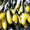 Bladderwrack seaweed