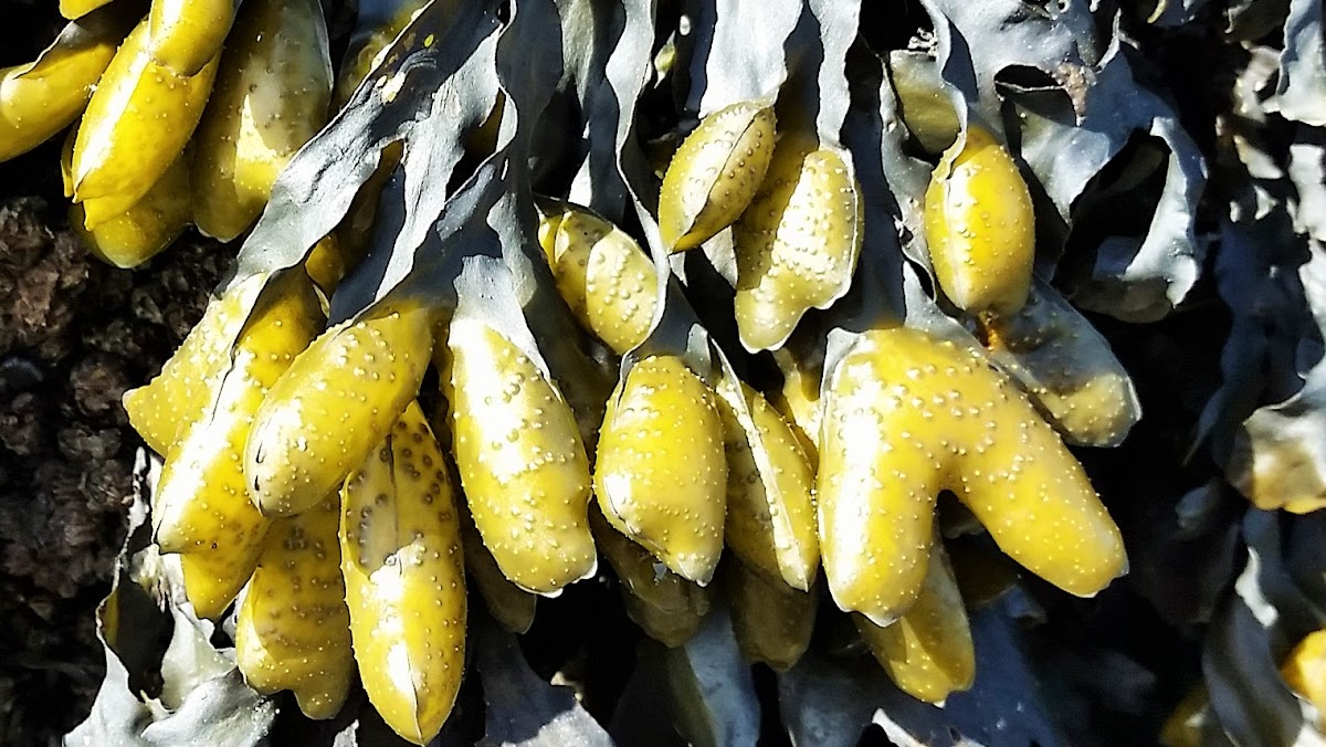 Bladderwrack seaweed