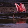 Roseate Spoonbill