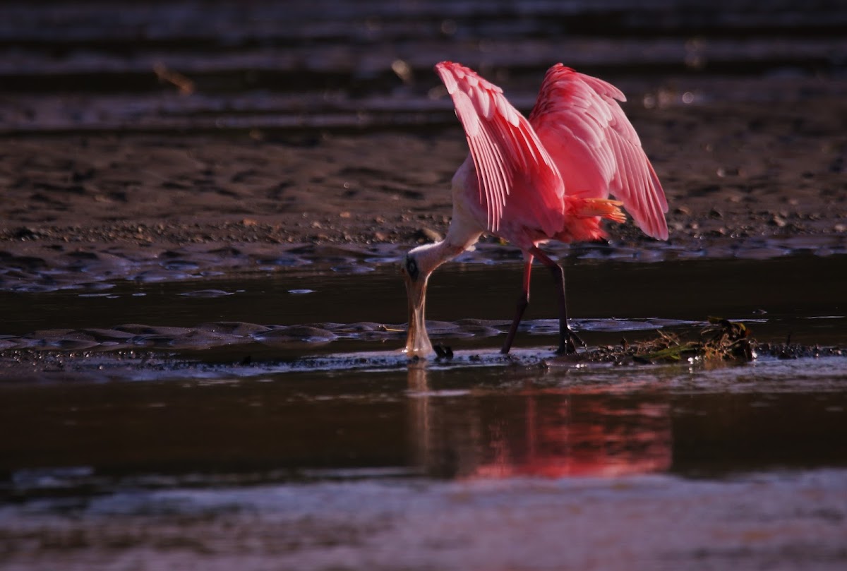 Roseate Spoonbill