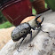 Eastern Hercules Beetle