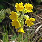 Cowslip