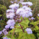 Blue Mistflower