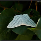 Micronia aculeata 一點燕蛾