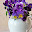 Pansy Top HD Flowers New Tabs Theme