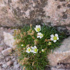 Greenland Stitchwort