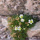 Greenland Stitchwort