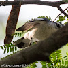 Pied Triller