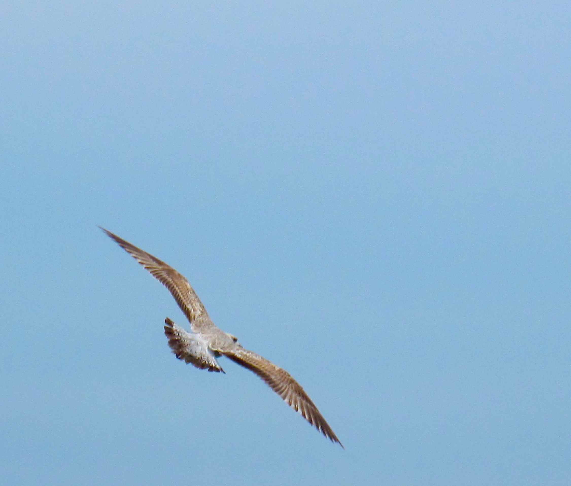 Volo planato di sangiopanza