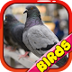Download Pigeon Watch For PC Windows and Mac 1.0