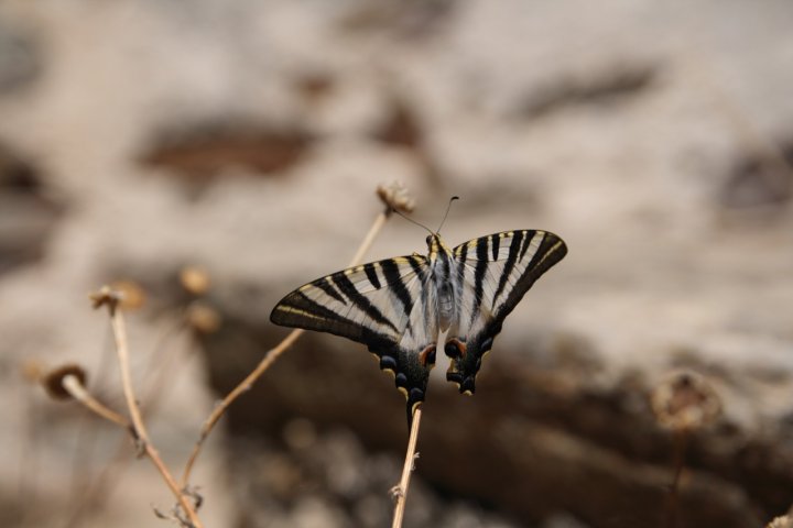 Farfalla portoghese di noidue