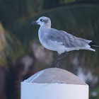 Laughing Gull