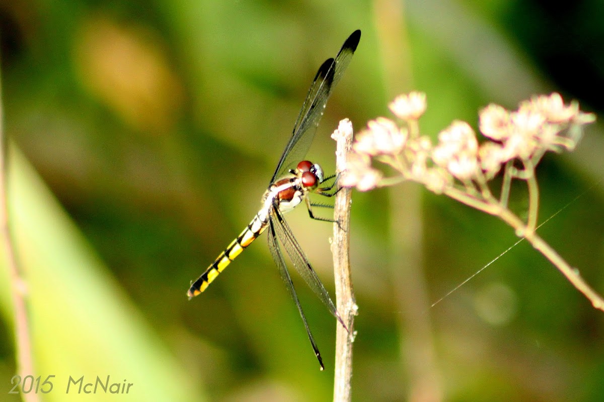 Slaty Skimmer Dragonfly (immature female)