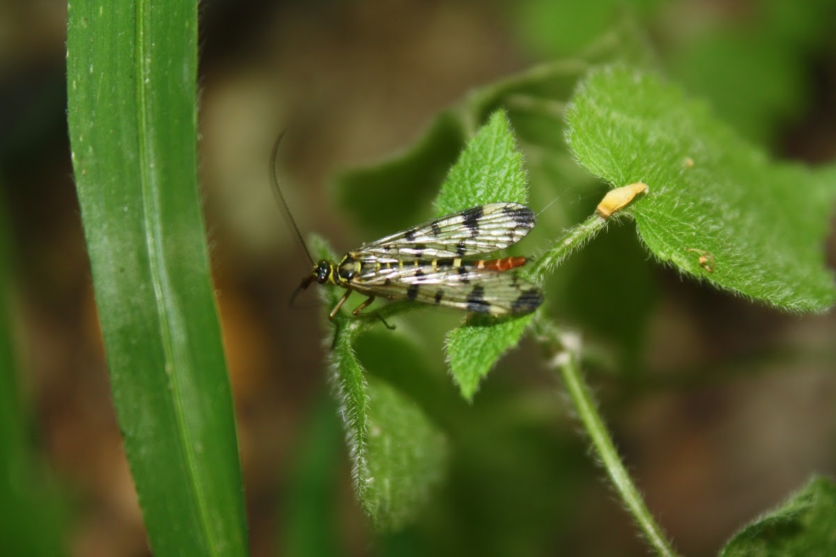 Scorpion Fly