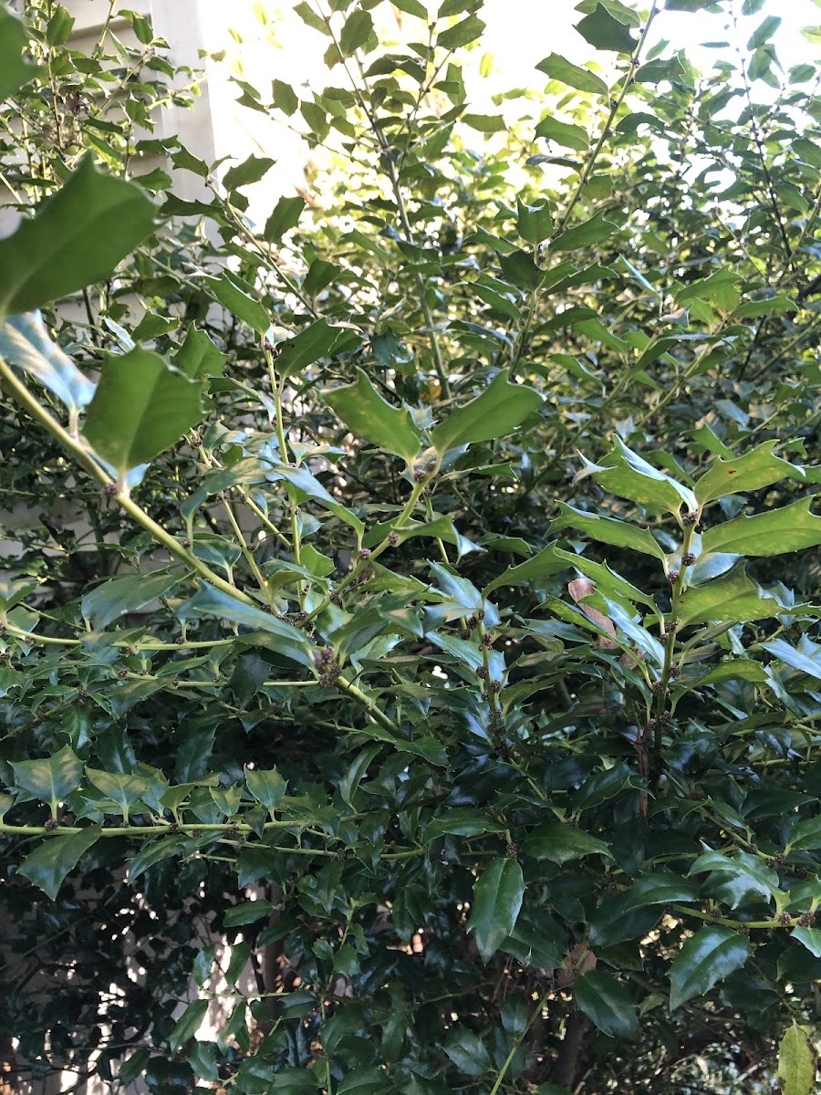 American Holly