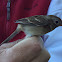 Field Sparrow