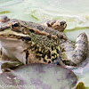 Iberian Water Frog