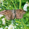 Sickle-winged skipper