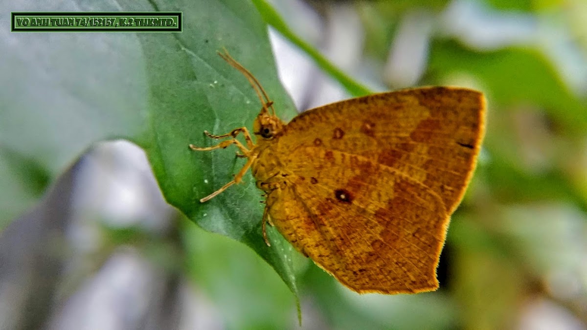 Common Butterfly Moth