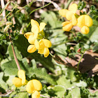 Bird's-foot Trefoil