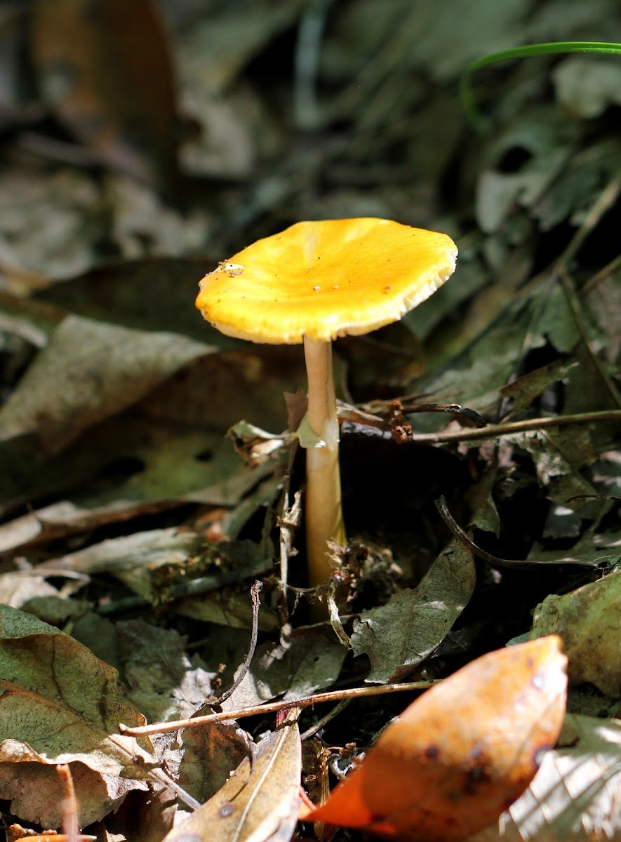 Yellow-dust Amanita