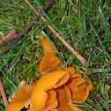 orange peel fungus