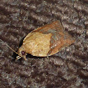 Light Brown apple moth