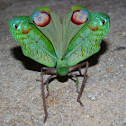 Peacock katydid