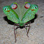 Peacock katydid