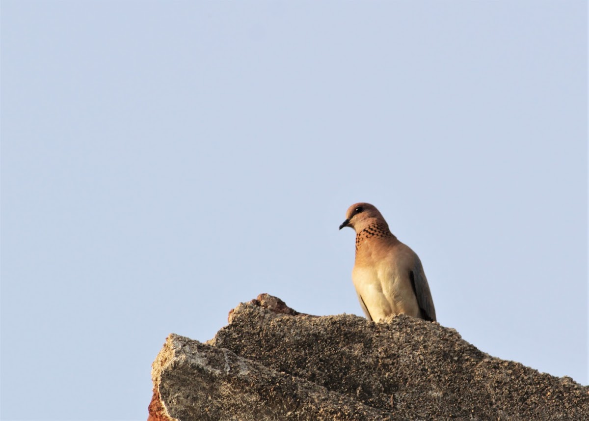 Laughing Dove