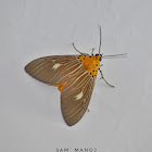 Tiger Moth